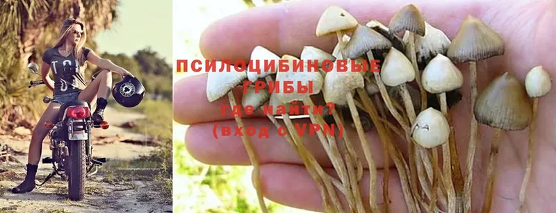 Галлюциногенные грибы Psilocybe  Горно-Алтайск 